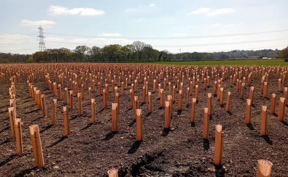 Trees planted