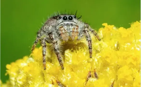 Jumping Spider on Flowers