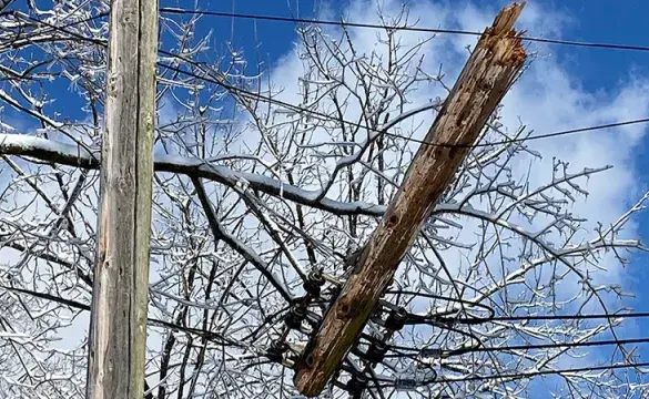 Broken tree branch on power lines 