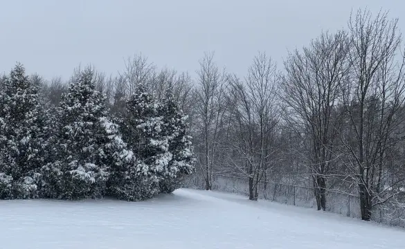 Snow covered forest in winter