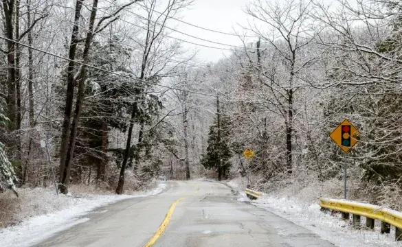 Forest area covered by snow