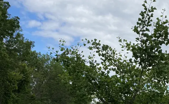 Blue sky with green tress in forest 