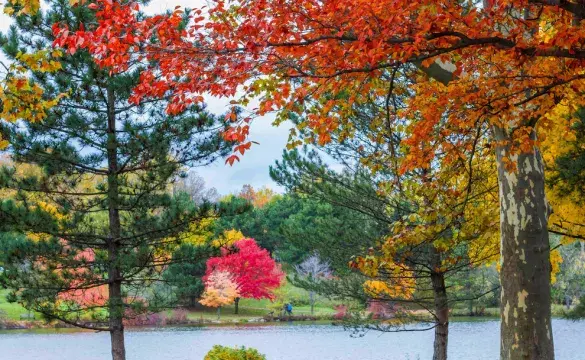Colorful fall trees in park settings