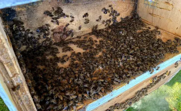 Honey bees 