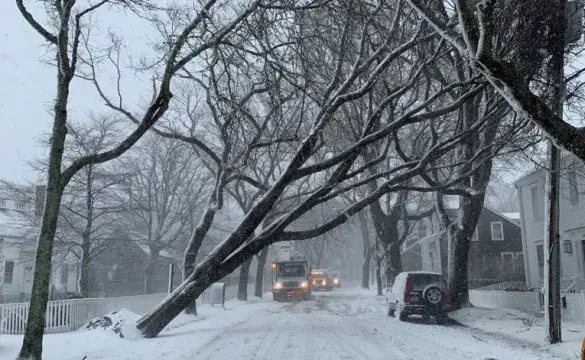 Downed limbs, trees, and poles
