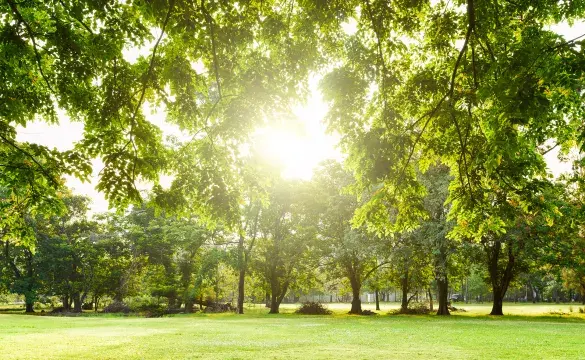 Sunshines through the trees in a park