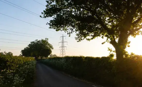 Image of tree with pylon in distance