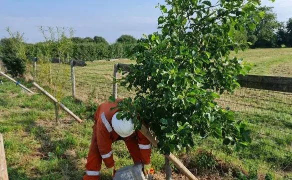 Worker watering trees