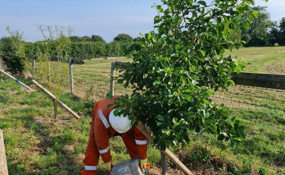 Worker watering trees