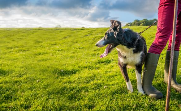 Dog on a leash stood next to its owner legs in a green field