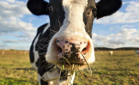 Dairy Cow