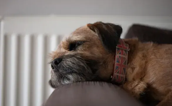 Dog by radiator - National Grid's 'The future of heat: Consulting consumers about low-carbon heating' story