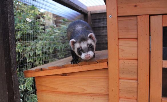 Ferret