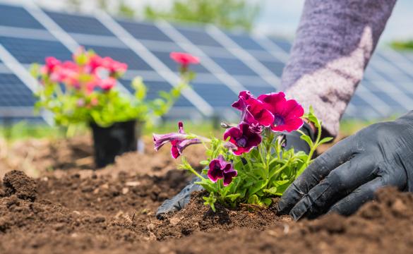 Planting Solar