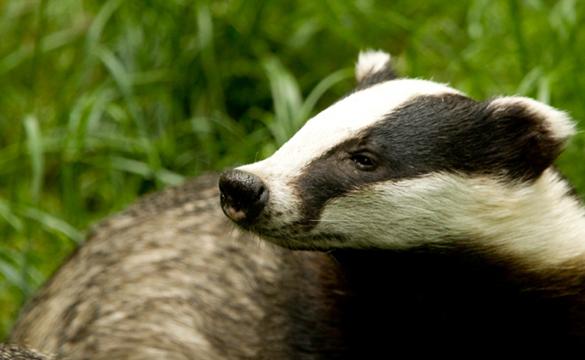 Close-up of a Badger's face