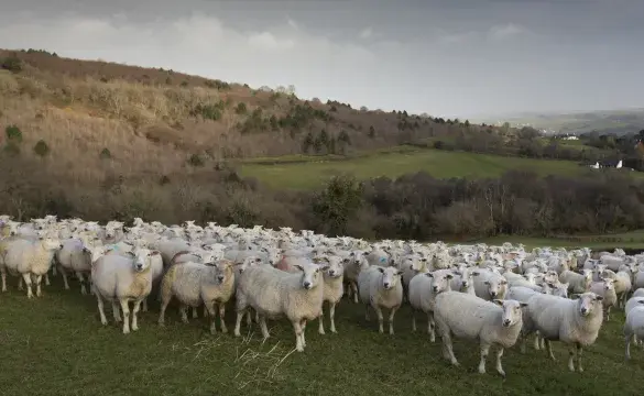 A field of sheep with hillsides in the background 