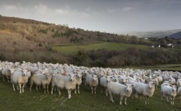A field of sheep with hillsides in the background