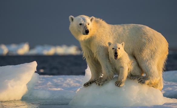 Polar bears for National Grid story '6 myths about climate change busted'