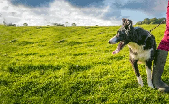 Dog on a leash stood next to its owner legs in a green field