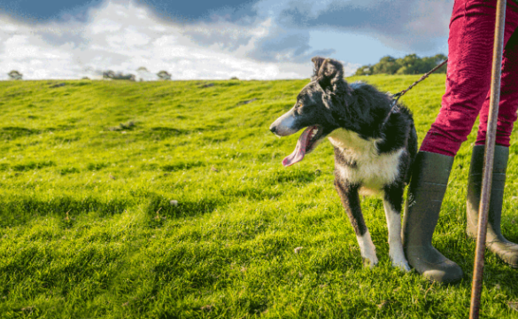 Dog on a leash stood next to its owner legs in a green field
