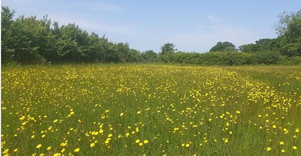 Field with Dandelions