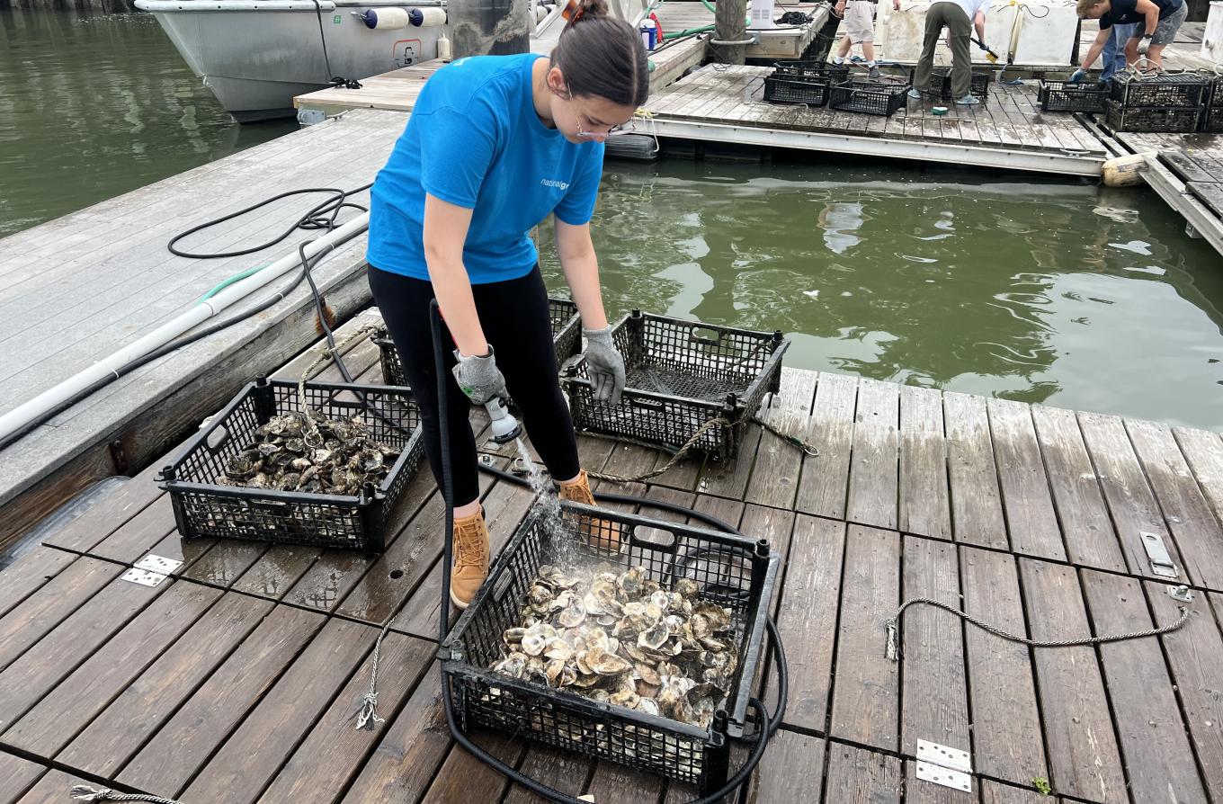 Woman Hosing Oysters