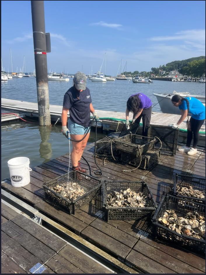 Volunteers hosing oysters