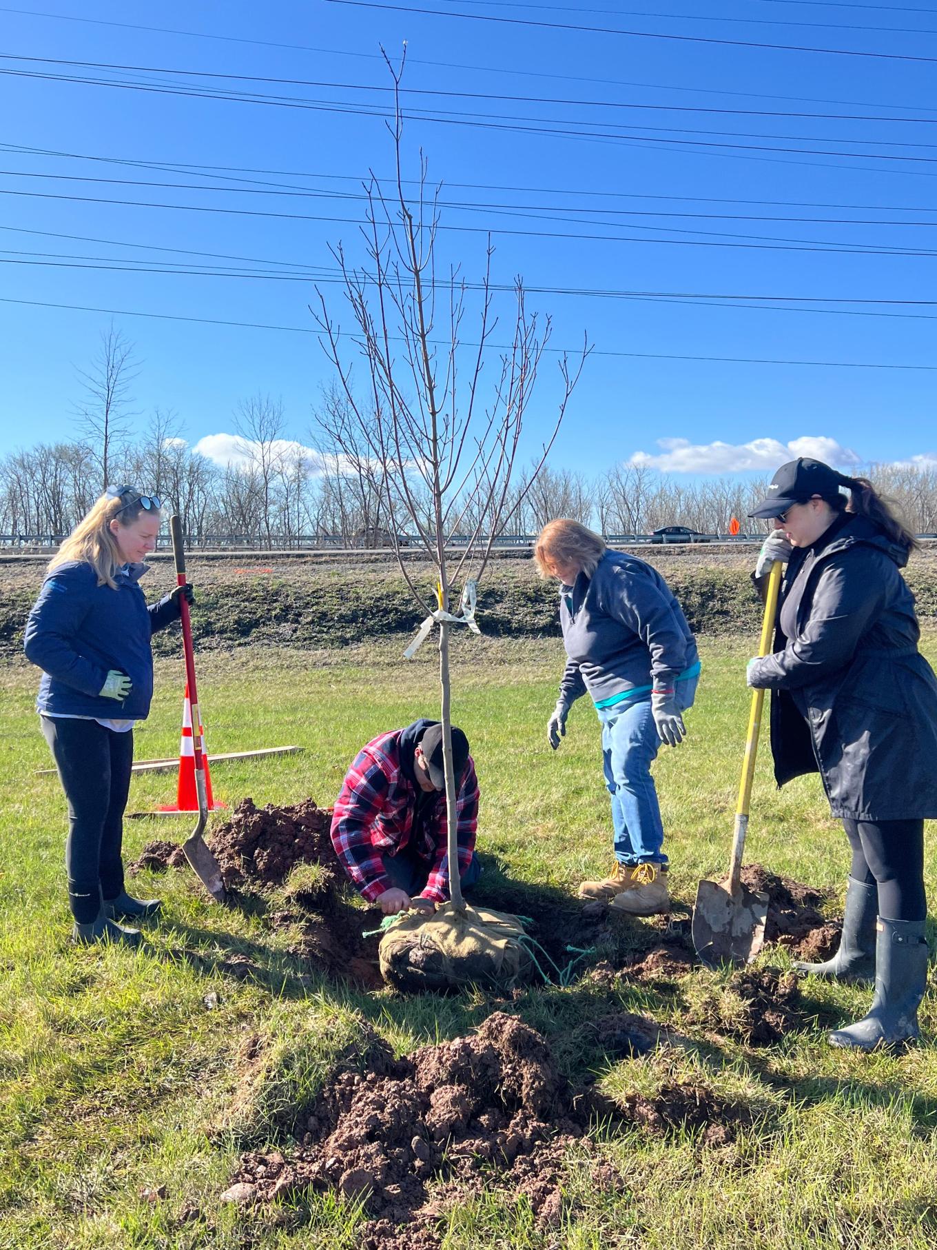 Volunteers Planting Tree in Park