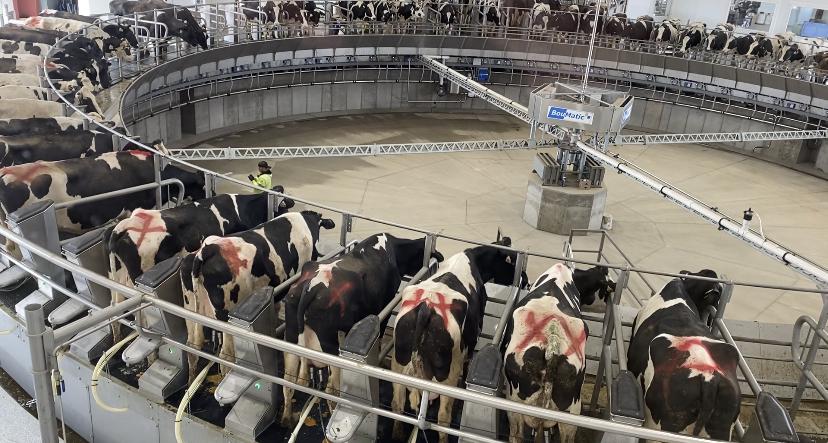 Cows in milk factory