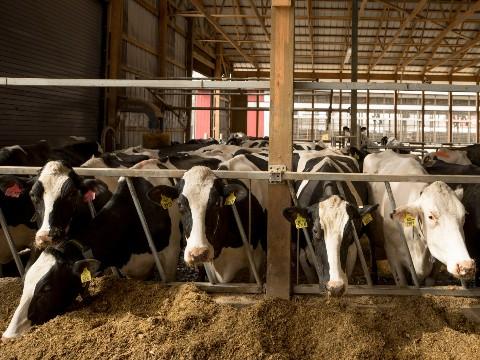 Agribusiness