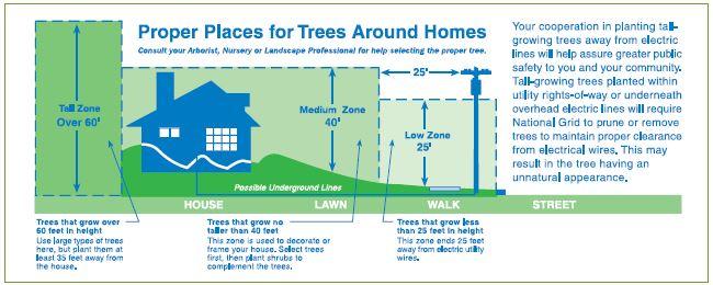 Providing Support to Restore Trees and Parks