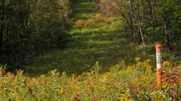 Pipeline marker in field