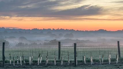 Tree Planting at High Weald AONB - 427x240 New tree saplings by wire fence in front of misty fields against orange sky
