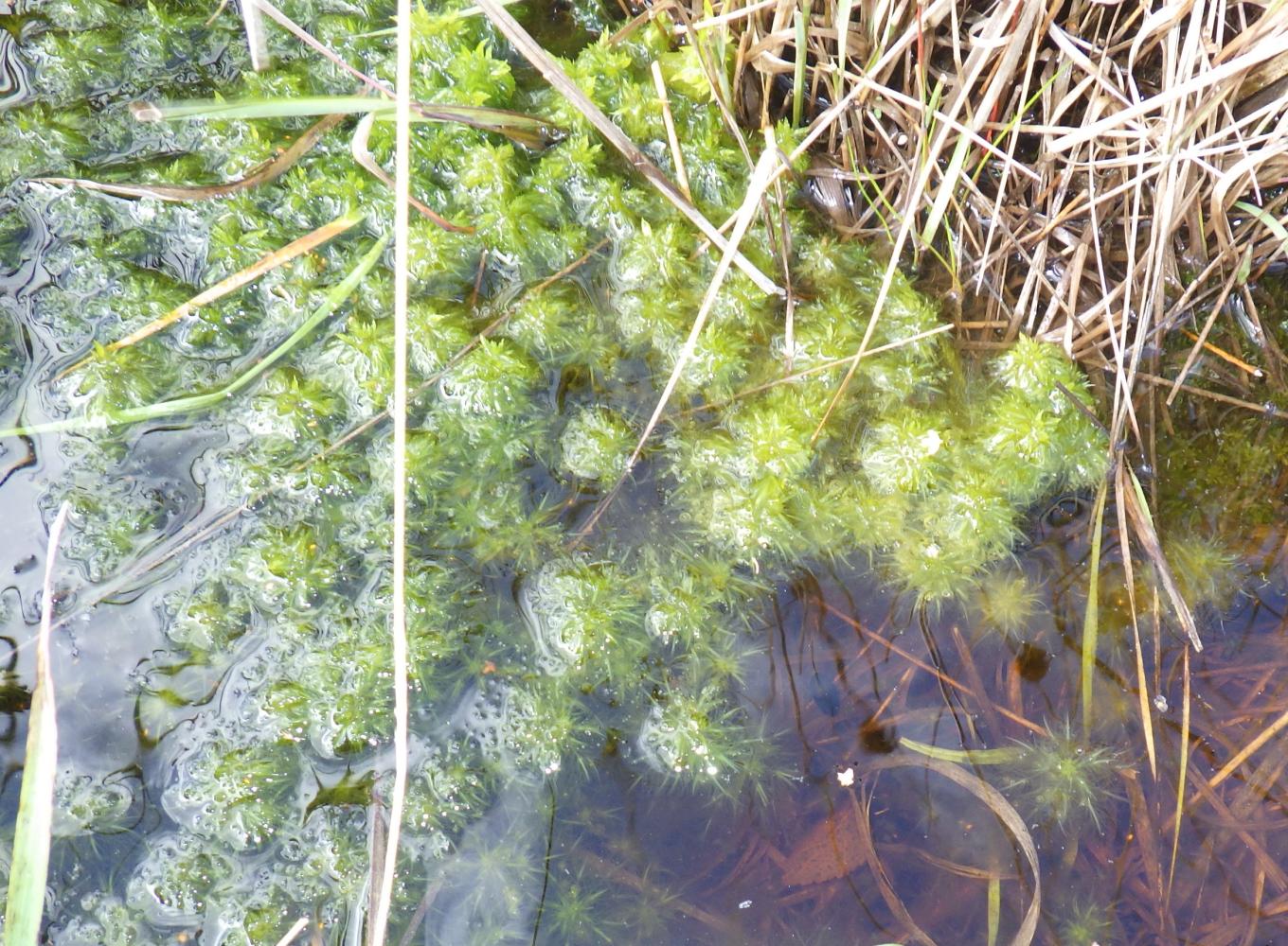 edited Sphagnum 12 9 2019.jpg