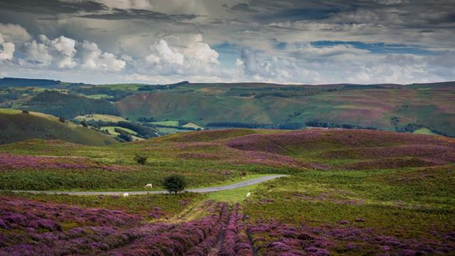 HeatherOnMoorland_640x360.jpg National Grid's landscape enhancement initiative in Wales - heather on moors in Clwydian Range and Dee Valley Area of Outstanding Natural Beauty