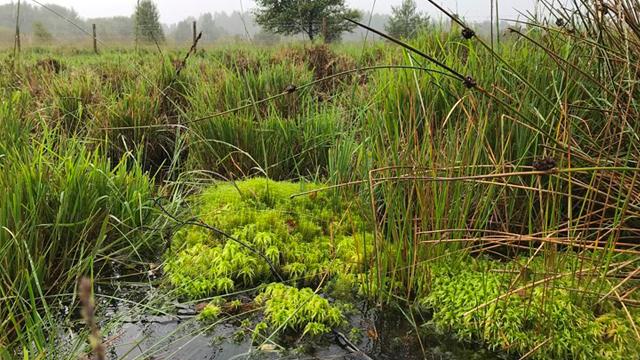 Peatbog_SouthWales_640x360.jpg Restoring ancient peat bog on National Grid land in Wales