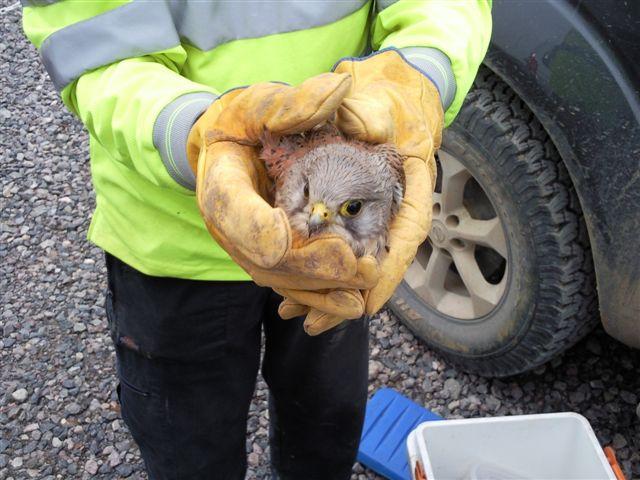 Rescued Kestrel