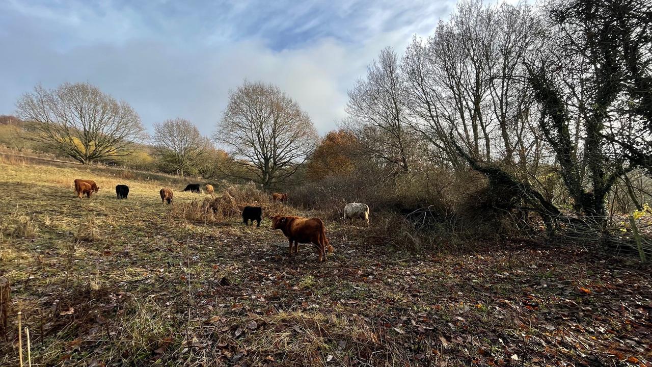 ShireBrookValleyNatureReserve_1280x720 Cows in a field at Shire Brook Valley Nature Reserve