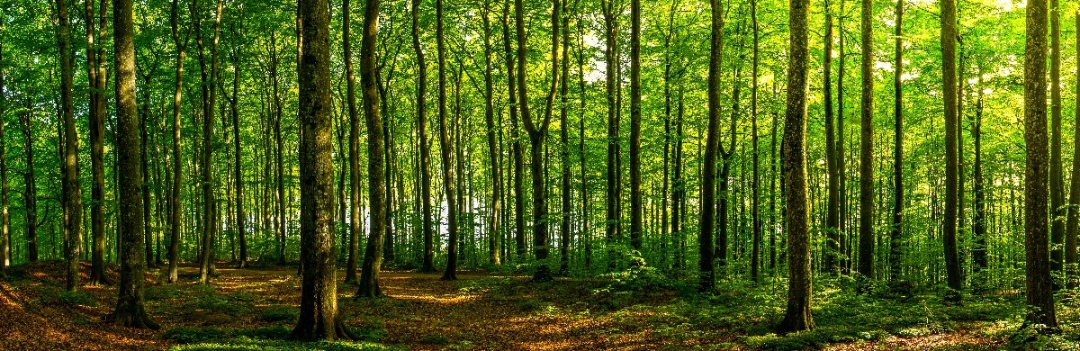 Beautiful green sunlit forest for National Grid article