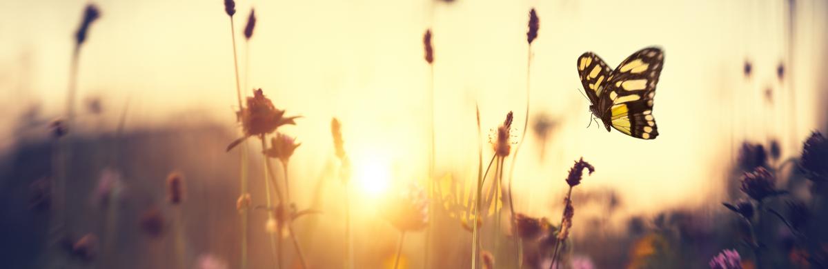 A low shot of flowers shooting up from a meadow with a butterfly in the foreground and the sun setting behind 