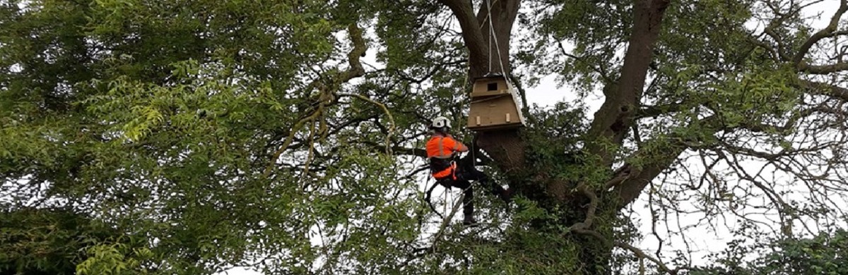National Grid worker in tree setting up a barn owl box