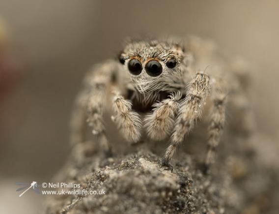 Jumping Spider