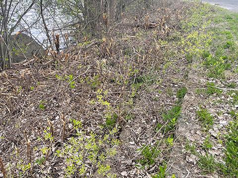 Jesuit Landing Stairs Before Cleanup