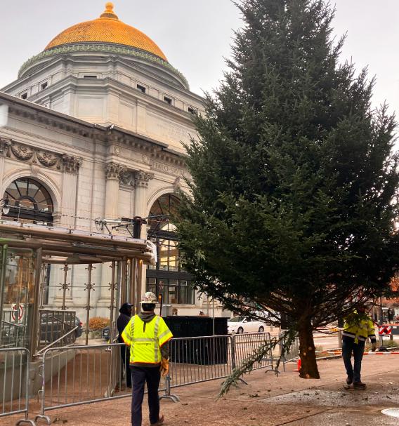 A Big Tree