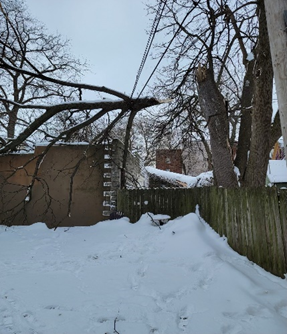 Tree Fall
