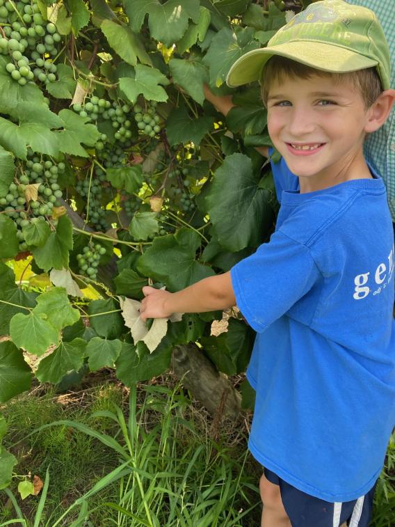 Children Takes care about grapes