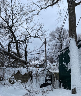 Snow and tree fall