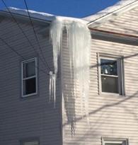 Sow on house roof