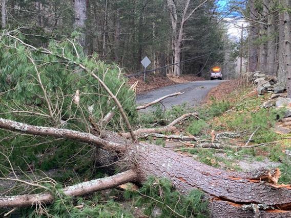 A downed tree in Holland, Mass.