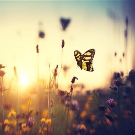 A low shot of flowers shooting up from a meadow with a butterfly in the foreground and the sun setting behind 